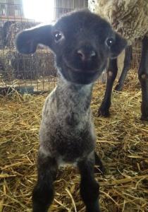 smiling_goat