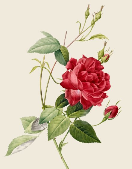 Redoute rose